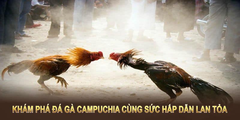 Khám phá đá gà Campuchia cùng sức hấp dẫn lan tỏa